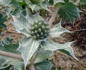 Eryngium maritimum (Apiaceae)  - Panicaut maritime, Panicaut de mer, Chardon des dunes, Chardon bleu, Panicaut des dunes - Sea Holly Pas-de-Calais [France] 28/06/2003 - 10m