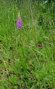 Gymnadenia conopsea (Orchidaceae)  - Gymnadénie moucheron, Orchis moucheron, Orchis moustique - Fragrant Orchid Pas-de-Calais [France] 22/06/2003 - 160m