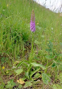 Gymnadenia densiflora (Orchidaceae)  - Gymnadénie à fleurs denses, Gymnadénie à épi dense, Orchis à fleurs denses Pas-de-Calais [France] 28/06/2003 - 70m