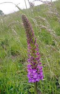 Gymnadenia densiflora (Orchidaceae)  - Gymnadénie à fleurs denses, Gymnadénie à épi dense, Orchis à fleurs denses Pas-de-Calais [France] 28/06/2003 - 70m