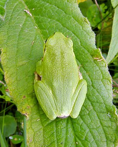 Hyla arborea (Hylidae)  - Rainette verte - Common Tree Frog Pas-de-Calais [France] 14/06/2003 - 40mindividu juv?nile