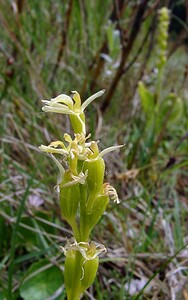 Liparis loeselii var. ovata (Orchidaceae)  - Liparis ovale Pas-de-Calais [France] 28/06/2003 - 10m