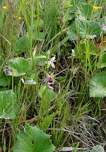 Ophrys apifera (Orchidaceae)  - Ophrys abeille - Bee Orchid Pas-de-Calais [France] 14/06/2003 - 20m