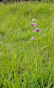 Ophrys apifera (Orchidaceae)  - Ophrys abeille - Bee Orchid Pas-de-Calais [France] 14/06/2003 - 150m