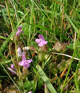 Pedicularis sylvatica (Orobanchaceae)  - Pédiculaire des forêts, Pédiculaire des bois, Herbe-aux-poux - Lousewort Pas-de-Calais [France] 14/06/2003 - 20m