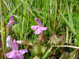 Pedicularis sylvatica (Orobanchaceae)  - Pédiculaire des forêts, Pédiculaire des bois, Herbe-aux-poux - Lousewort Pas-de-Calais [France] 14/06/2003 - 20m