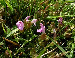 Pedicularis sylvatica (Orobanchaceae)  - Pédiculaire des forêts, Pédiculaire des bois, Herbe-aux-poux - Lousewort Pas-de-Calais [France] 14/06/2003 - 20m