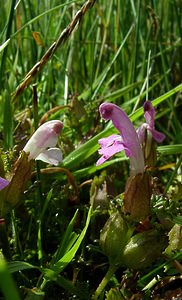 Pedicularis sylvatica (Orobanchaceae)  - Pédiculaire des forêts, Pédiculaire des bois, Herbe-aux-poux - Lousewort Pas-de-Calais [France] 14/06/2003 - 20m