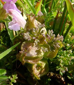 Pedicularis sylvatica (Orobanchaceae)  - Pédiculaire des forêts, Pédiculaire des bois, Herbe-aux-poux - Lousewort Pas-de-Calais [France] 14/06/2003 - 20m