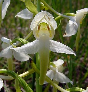 Platanthera chlorantha (Orchidaceae)  - Platanthère à fleurs verdâtres, Orchis vert, Orchis verdâtre, Plalatanthère des montagnes, Platanthère verdâtre - Greater Butterfly-orchid Aisne [France] 01/06/2003 - 120m