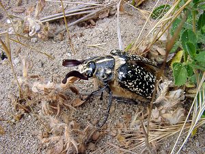 Polyphylla fullo (Scarabaeidae)  - Hanneton foulon, Hanneton des pins - Pine Chafer Pas-de-Calais [France] 28/06/2003 - 10m