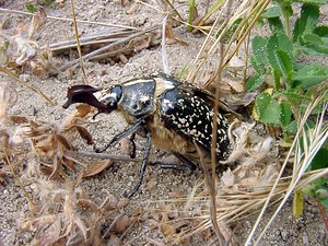 Polyphylla fullo (Scarabaeidae)  - Hanneton foulon, Hanneton des pins - Pine Chafer Pas-de-Calais [France] 28/06/2003 - 10m