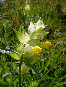 Rhinanthus minor (Orobanchaceae)  - Rhinanthe mineur, Petit cocriste, Petit rhinanthe, Rhinanthe à petites fleurs - Yellow-rattle Pas-de-Calais [France] 14/06/2003 - 80m