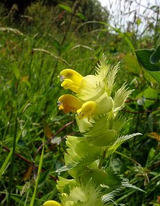 Rhinanthus minor (Orobanchaceae)  - Rhinanthe mineur, Petit cocriste, Petit rhinanthe, Rhinanthe à petites fleurs - Yellow-rattle Pas-de-Calais [France] 14/06/2003 - 80m