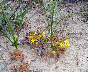 Sedum acre (Crassulaceae)  - Orpin âcre, Poivre de muraille, Vermiculaire, Poivre des murailles - Biting Stonecrop Pas-de-Calais [France] 22/06/2003 - 10m