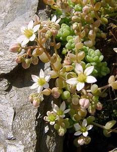 Sedum dasyphyllum (Crassulaceae)  - Orpin à feuilles poilues, Orpin à feuilles serrées, Orpin à feuilles épaisses - Thick-leaved Stonecrop Herault [France] 15/06/2003 - 670m