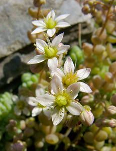 Sedum dasyphyllum (Crassulaceae)  - Orpin à feuilles poilues, Orpin à feuilles serrées, Orpin à feuilles épaisses - Thick-leaved Stonecrop Herault [France] 15/06/2003 - 670m