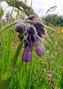 Symphytum officinale (Boraginaceae)  - Consoude officinale, Grande consoude - Common Comfrey Pas-de-Calais [France] 14/06/2003 - 40m
