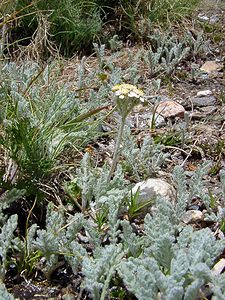 Achillea nana (Asteraceae)  - Achillée naine, Faux génépi Savoie [France] 26/07/2003 - 2750m