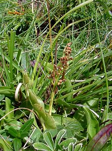 Botrychium lunaria (Ophioglossaceae)  - Botryche lunaire, Botrychium lunaire - Moonwort Savoie [France] 25/07/2003 - 1940m