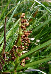Botrychium lunaria (Ophioglossaceae)  - Botryche lunaire, Botrychium lunaire - Moonwort Savoie [France] 25/07/2003 - 1940m