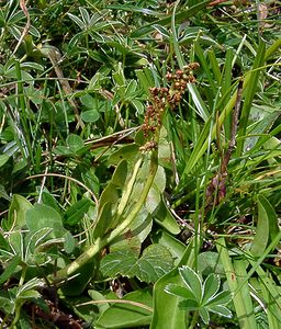 Botrychium lunaria (Ophioglossaceae)  - Botryche lunaire, Botrychium lunaire - Moonwort Savoie [France] 25/07/2003 - 1940m