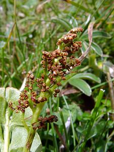 Botrychium lunaria (Ophioglossaceae)  - Botryche lunaire, Botrychium lunaire - Moonwort Savoie [France] 25/07/2003 - 1940m