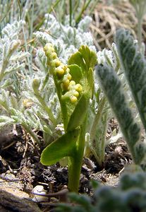 Botrychium lunaria (Ophioglossaceae)  - Botryche lunaire, Botrychium lunaire - Moonwort Savoie [France] 26/07/2003 - 2750m