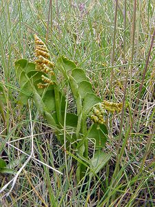 Botrychium lunaria (Ophioglossaceae)  - Botryche lunaire, Botrychium lunaire - Moonwort Savoie [France] 26/07/2003 - 2750m