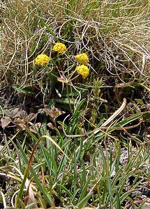 Bupleurum ranunculoides (Apiaceae)  - Buplèvre fausse renoncule Savoie [France] 26/07/2003 - 2750m