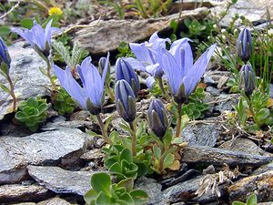 Campanula cenisia (Campanulaceae)  - Campanule du mont Cenis Savoie [France] 26/07/2003 - 2750m