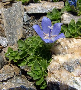 Campanula cenisia (Campanulaceae)  - Campanule du mont Cenis Savoie [France] 27/07/2003 - 2750m