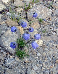 Campanula cochleariifolia (Campanulaceae)  - Campanule à feuilles de cranson, Campanule à feuilles de cochléaire, Campanule à feuilles de raifort - Fairy's-thimble Savoie [France] 26/07/2003 - 2750m