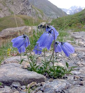 Campanula cochleariifolia (Campanulaceae)  - Campanule à feuilles de cranson, Campanule à feuilles de cochléaire, Campanule à feuilles de raifort - Fairy's-thimble Savoie [France] 26/07/2003 - 2750m