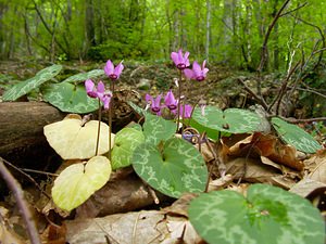 Cyclamen purpurascens (Primulaceae)  - Cyclamen pourpré, Cyclamen rouge pourpre, Cyclamen d'Europe, Marron de cochon Haute-Savoie [France] 24/07/2003 - 930m