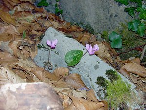 Cyclamen purpurascens (Primulaceae)  - Cyclamen pourpré, Cyclamen rouge pourpre, Cyclamen d'Europe, Marron de cochon Haute-Savoie [France] 24/07/2003 - 930m