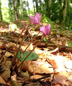 Cyclamen purpurascens (Primulaceae)  - Cyclamen pourpré, Cyclamen rouge pourpre, Cyclamen d'Europe, Marron de cochon Haute-Savoie [France] 28/07/2003 - 930m