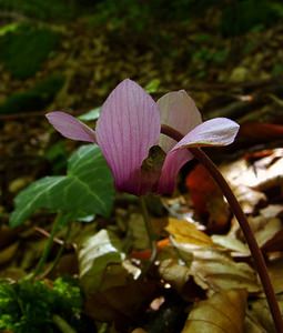 Cyclamen purpurascens (Primulaceae)  - Cyclamen pourpré, Cyclamen rouge pourpre, Cyclamen d'Europe, Marron de cochon Haute-Savoie [France] 28/07/2003 - 930m