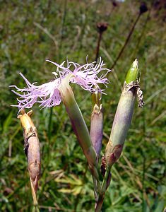 Dianthus superbus (Caryophyllaceae)  - oeillet superbe, oeillet magnifique, oeillet à plumet - Large Pink Jura [France] 29/07/2003 - 1030m