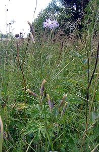 Dianthus superbus (Caryophyllaceae)  - oeillet superbe, oeillet magnifique, oeillet à plumet - Large Pink Jura [France] 29/07/2003 - 1030m