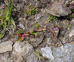 Epilobium anagallidifolium (Onagraceae)  - Épilobe à feuilles de mouron - Alpine Willowherb Savoie [France] 27/07/2003 - 2750m