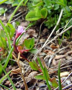 Epilobium anagallidifolium (Onagraceae)  - Épilobe à feuilles de mouron - Alpine Willowherb Savoie [France] 27/07/2003 - 2750m