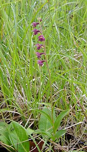 Epipactis atrorubens (Orchidaceae)  - Épipactide rouge sombre, Épipactis rouge sombre, Épipactis brun rouge, Épipactis pourpre noirâtre, Helléborine rouge - Dark-red Helleborine Philippeville [Belgique] 05/07/2003 - 180m