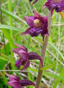 Epipactis atrorubens (Orchidaceae)  - Épipactide rouge sombre, Épipactis rouge sombre, Épipactis brun rouge, Épipactis pourpre noirâtre, Helléborine rouge - Dark-red Helleborine Philippeville [Belgique] 05/07/2003 - 180m