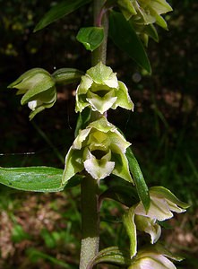 Epipactis helleborine (Orchidaceae)  - Épipactide helléborine, Épipactis à larges feuilles, Épipactis à feuilles larges, Elléborine à larges feuilles, Helléborine - Broad-leaved Helleborine Philippeville [Belgique] 12/07/2003 - 180m