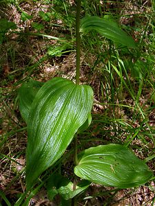 Epipactis helleborine (Orchidaceae)  - Épipactide helléborine, Épipactis à larges feuilles, Épipactis à feuilles larges, Elléborine à larges feuilles, Helléborine - Broad-leaved Helleborine Philippeville [Belgique] 12/07/2003 - 180m