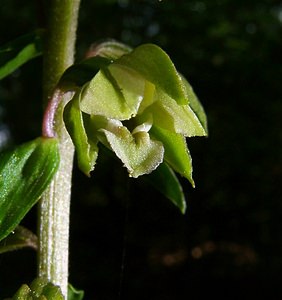 Epipactis helleborine (Orchidaceae)  - Épipactide helléborine, Épipactis à larges feuilles, Épipactis à feuilles larges, Elléborine à larges feuilles, Helléborine - Broad-leaved Helleborine Philippeville [Belgique] 12/07/2003 - 180m