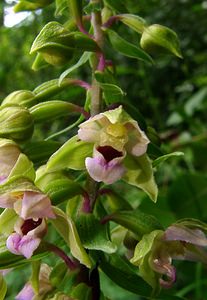 Epipactis helleborine (Orchidaceae)  - Épipactide helléborine, Épipactis à larges feuilles, Épipactis à feuilles larges, Elléborine à larges feuilles, Helléborine - Broad-leaved Helleborine Philippeville [Belgique] 12/07/2003 - 180m