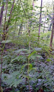 Epipactis leptochila (Orchidaceae)  - Épipactide à labelle étroit, Épipactis à labelle étroit - Narrow-lipped Helleborine Ardennes [France] 05/07/2003 - 220m