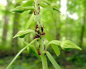 Epipactis leptochila (Orchidaceae)  - Épipactide à labelle étroit, Épipactis à labelle étroit - Narrow-lipped Helleborine Ardennes [France] 05/07/2003 - 220m